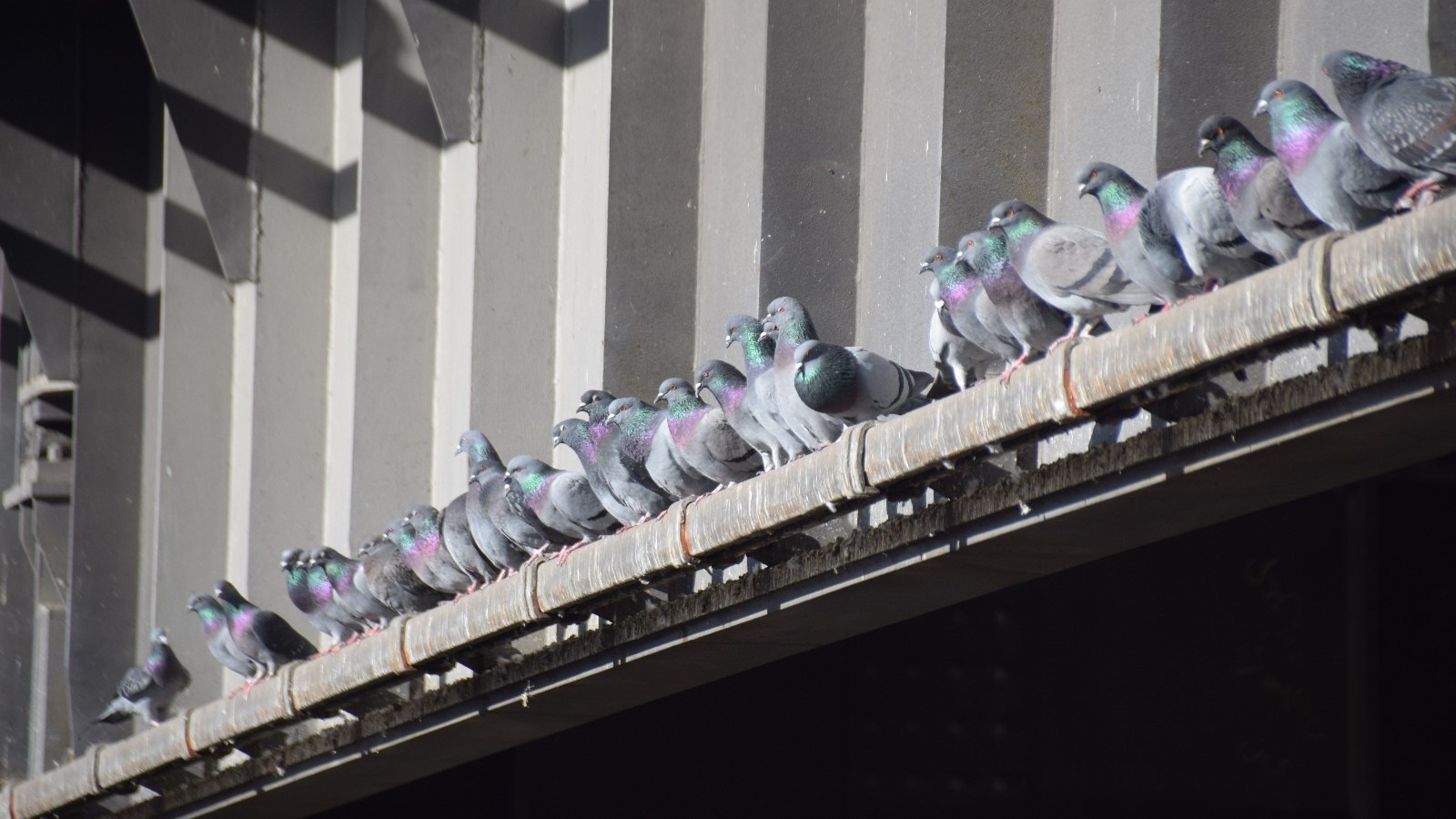 Taubenpopulation: Probleme eingestehen, Verantwortung zeigen